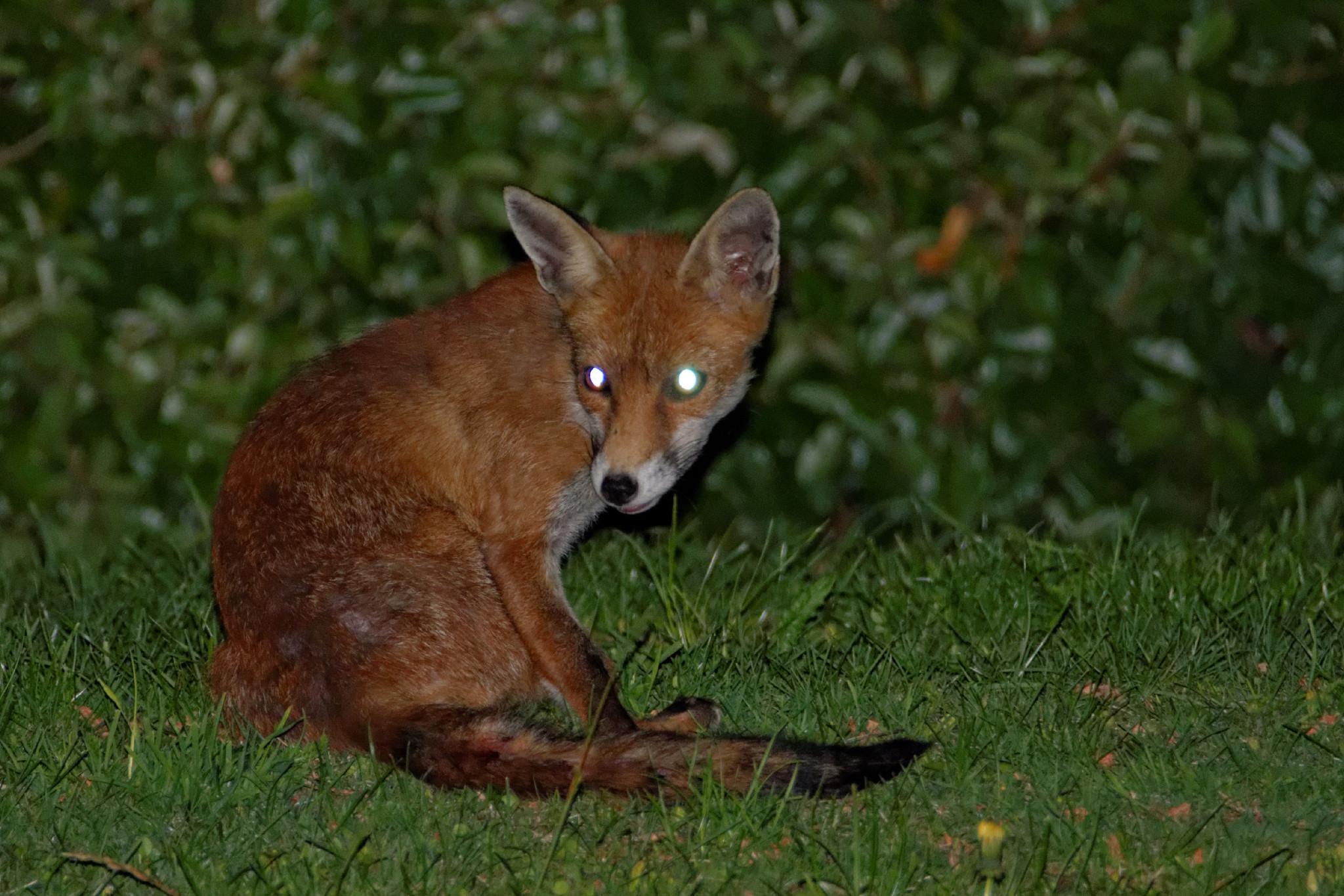 Fox Vulpes vulpes